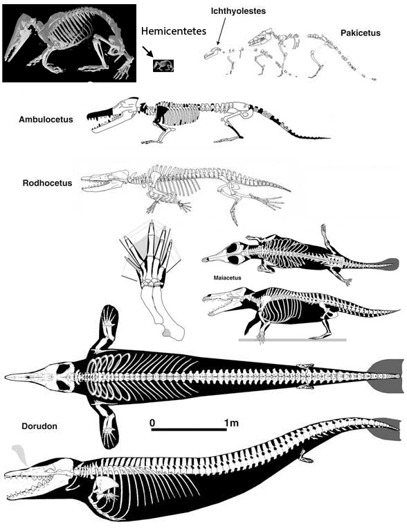 Whale Evolution from Ancodus to Dorudon