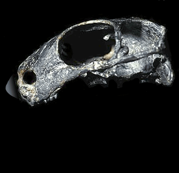 Patranomodon skull