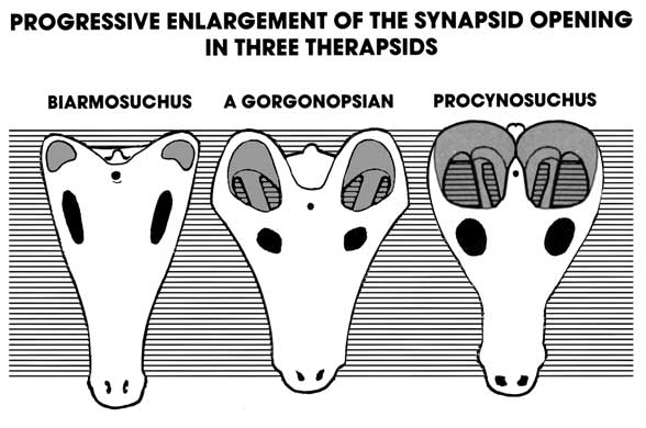 The evolution of the synapsid opening