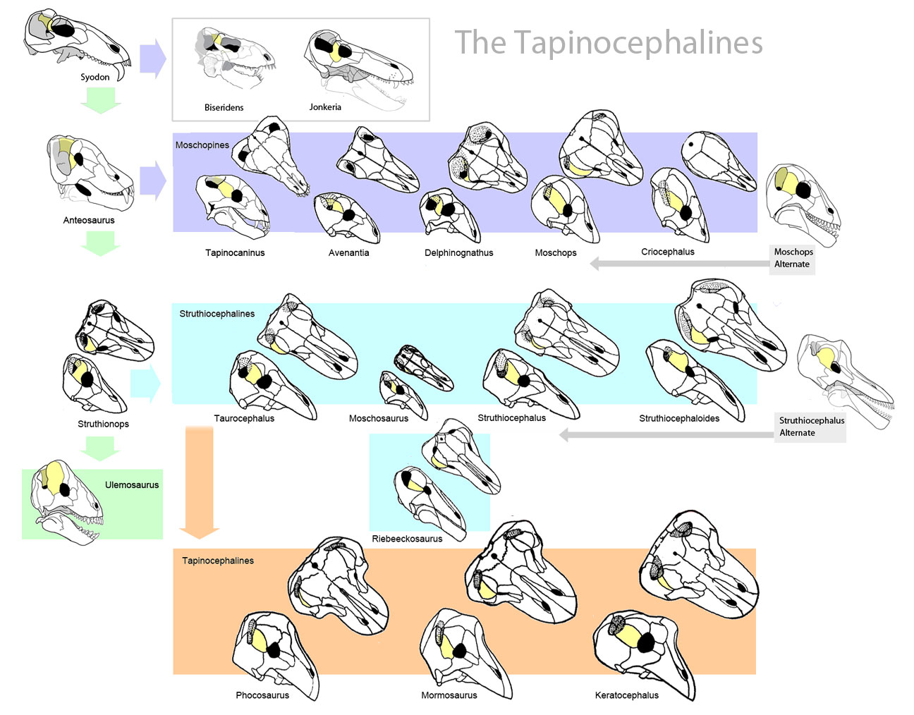 Tapinocephalids