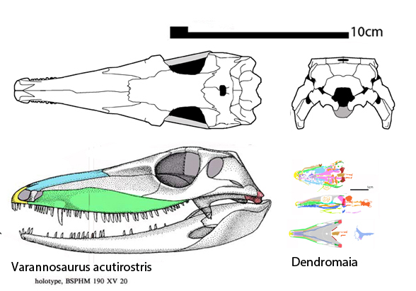 Varanosaurus holotype BSPHM 1901 XV 20