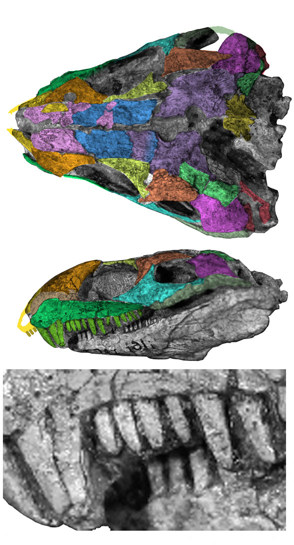 Eothyris skull and teeth