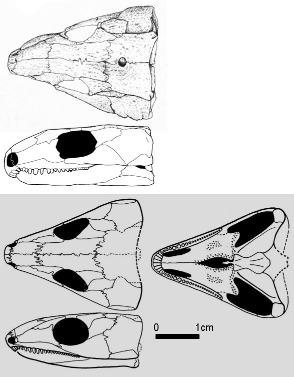 Protocaptorhinus
