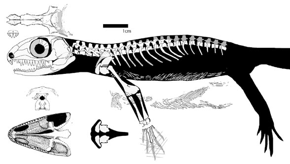 Cephalerpeton