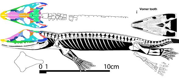 Chroniosaurus dongusensis