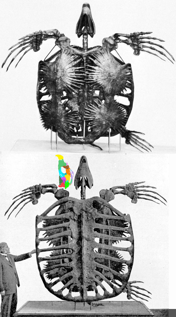 Archelon skeleton in ventral and dorsal views