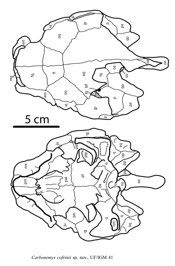 Carbonemys skull