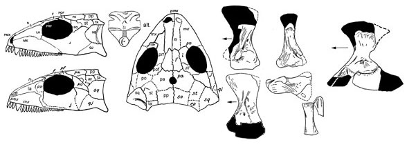Stephanospondylus