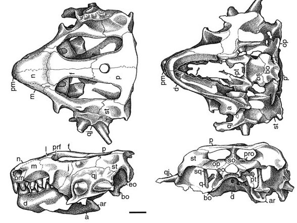 Hypsognathus