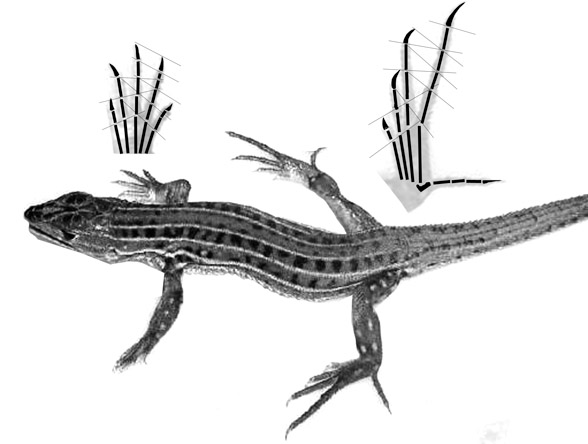 Acanthodactylus