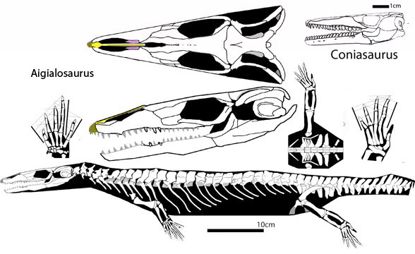 Aigialosaurus