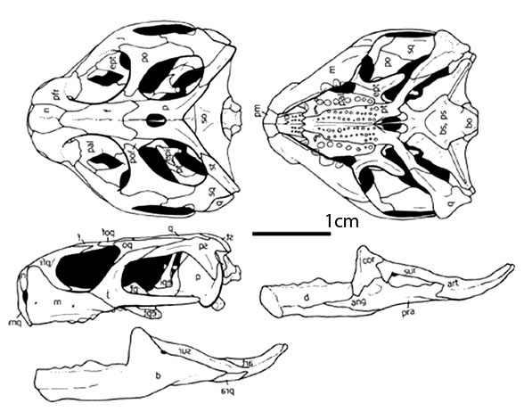 Clevosaurus brasiliensis