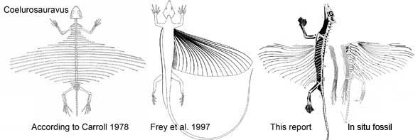 Past reconstructions of Coelurosauravus