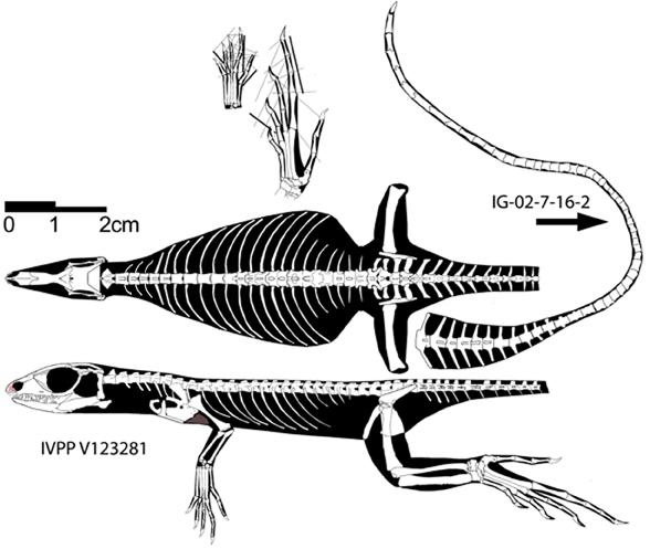 Dalinghosaurus