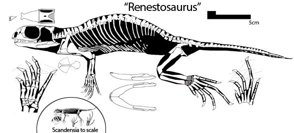 Langobardisaurus rossii