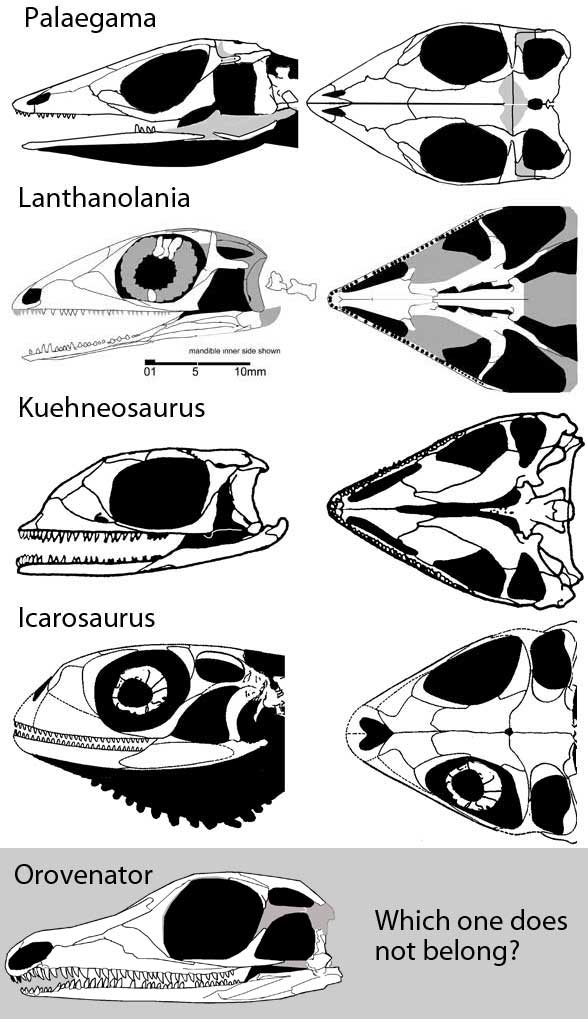 Lanthanolania and kin -skulls