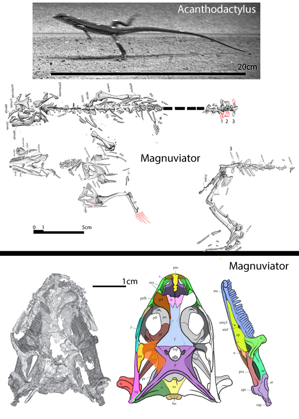 Magnuviator ovimonsensis