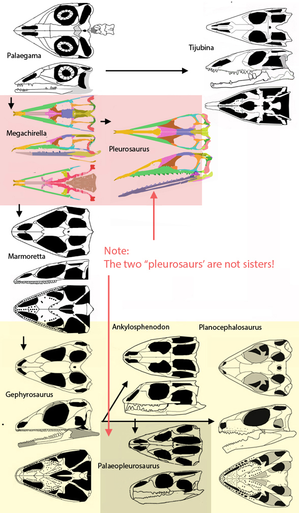 Paleopleurosaurus Pleurosaurus skull