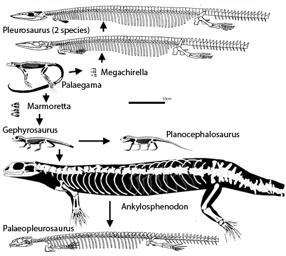 Pleurosaurs to scale
