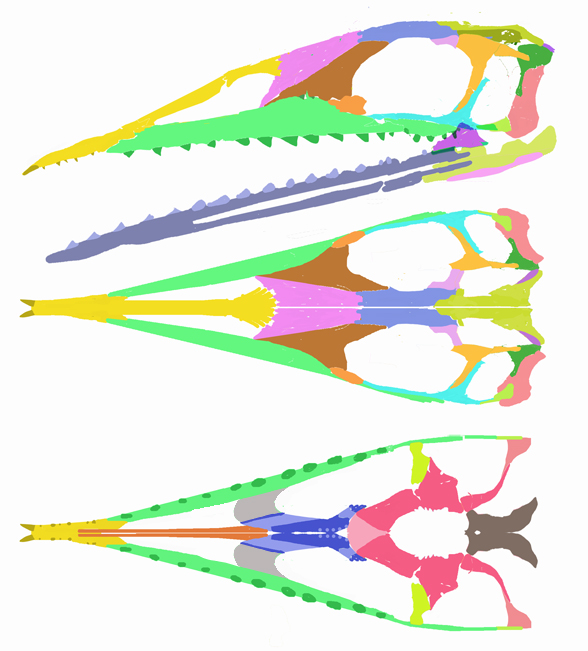 Pleurosaurus skull