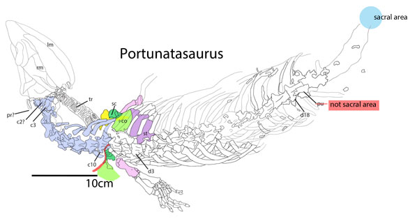Portunatasaurus in situ