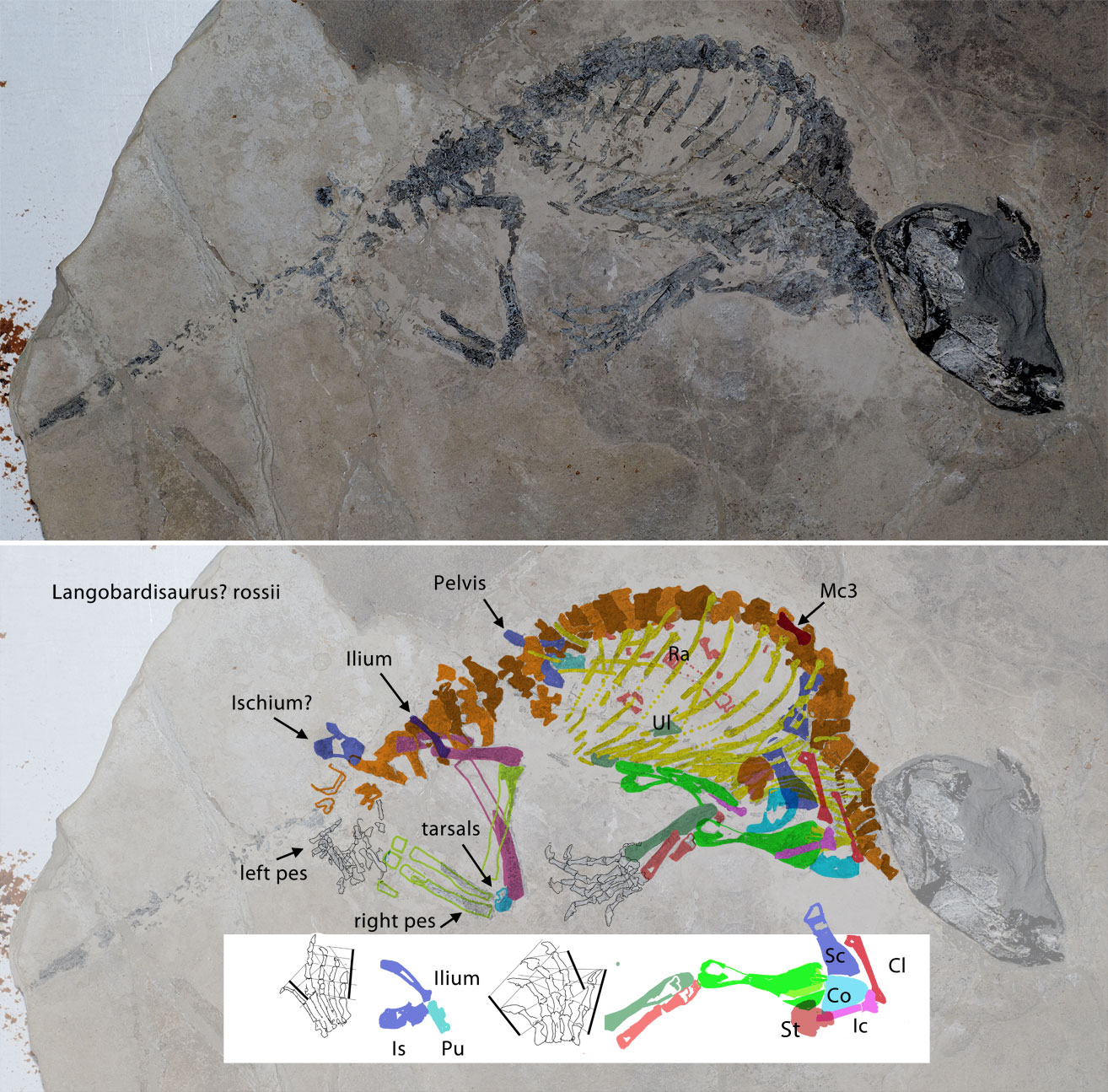 Renestosaurus rossii and the DGS method