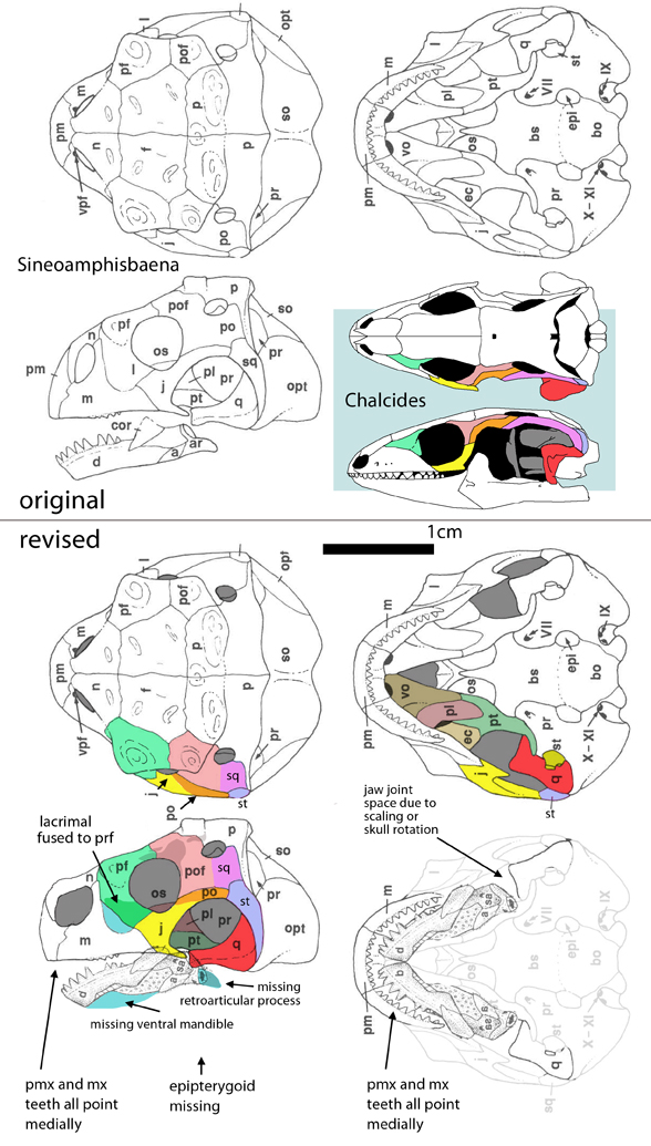 Sineoamphisbaena skull