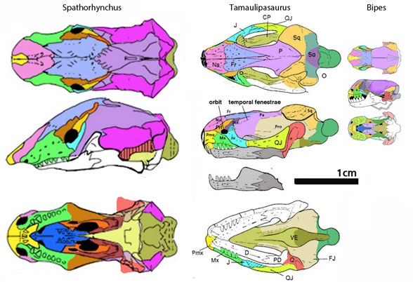 Tamaulipasaurus and Spathorhynchus