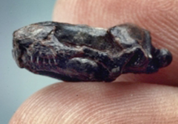 Tamaulipasaurus with fingers