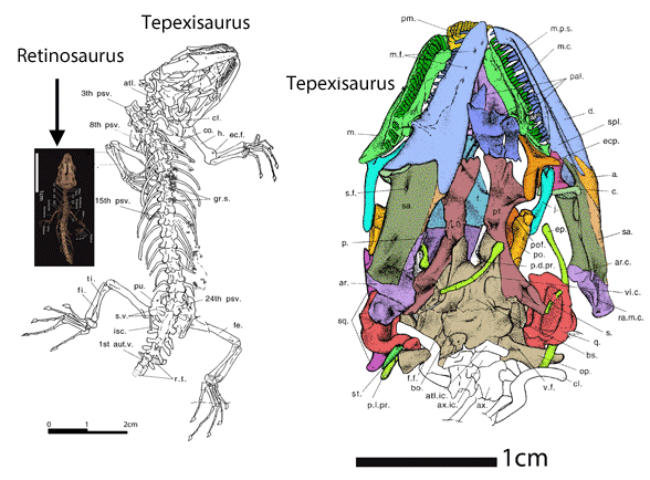 Tepexisaurus