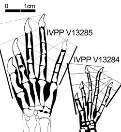 Yabeinosaurus hands