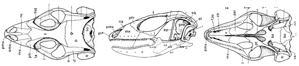 Acanthodactylus