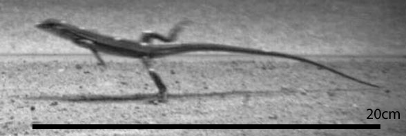 Acanthodactylus bipedal