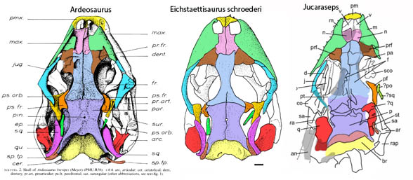 Ardeosaurus Eichstaettisaurus Jucaraseps skulls