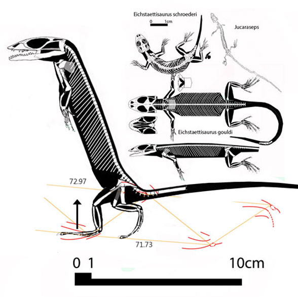 Bipedal Cretaceous lizard tracks