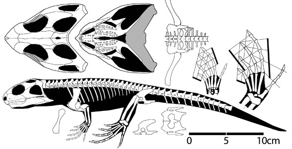 Brachyrhinodon