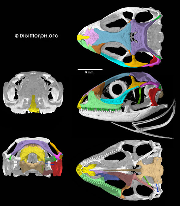 Chalarodon skull