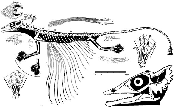 Coelurosauravus
