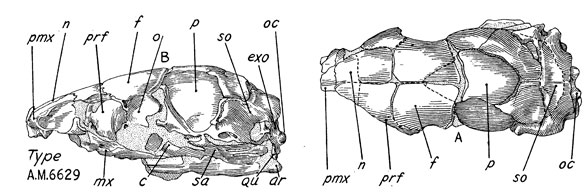 Crythiosaurus