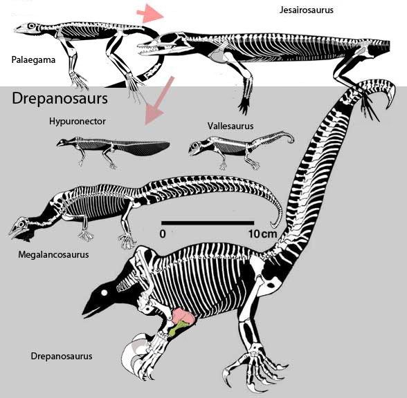 Drepanosaur evolution