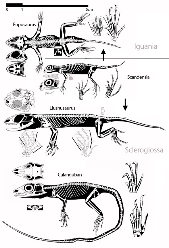 Scandensia, Euposaurus, Liushusaurus