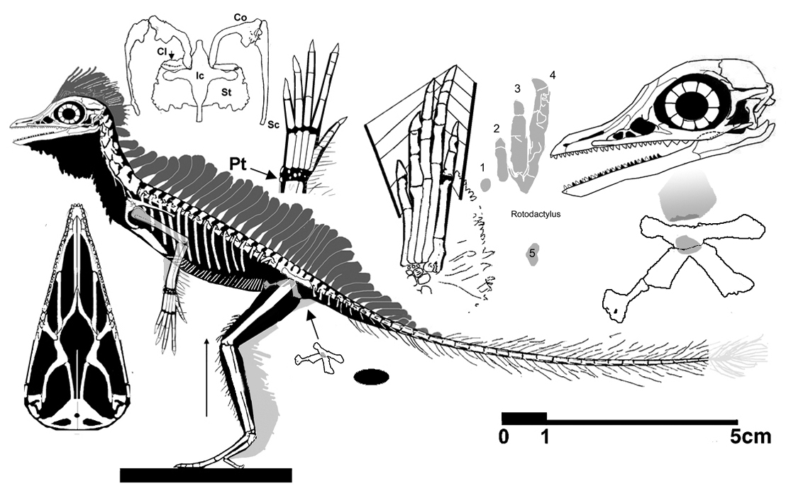 Cosesaurus reconstructed