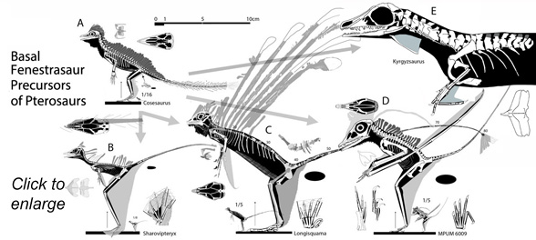 Pterosaur precursors