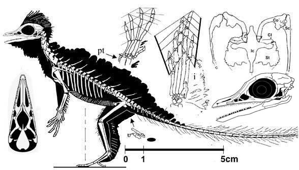Cosesaurus