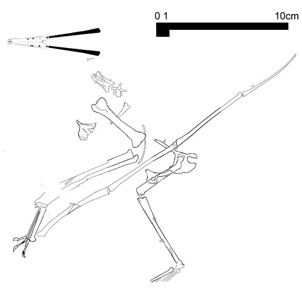 Archaeoistiodactylus