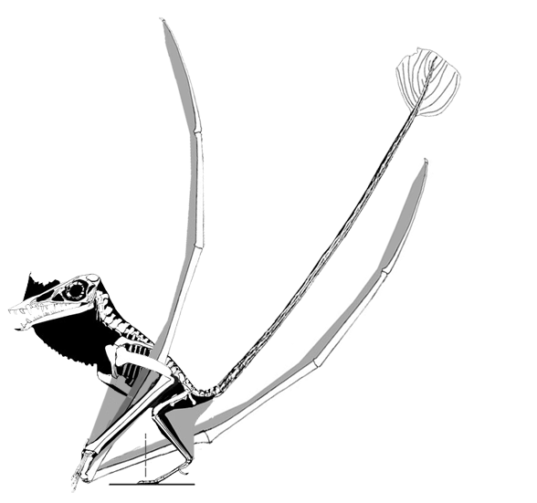 Swinging pterosaur tail animation