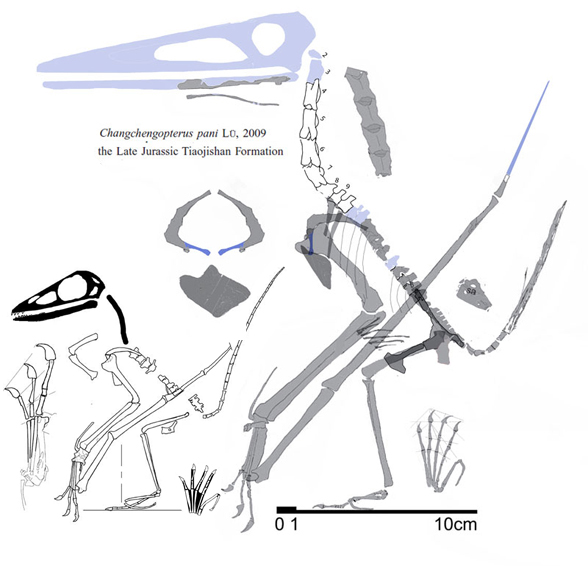 Chanchengopterus referred specimen