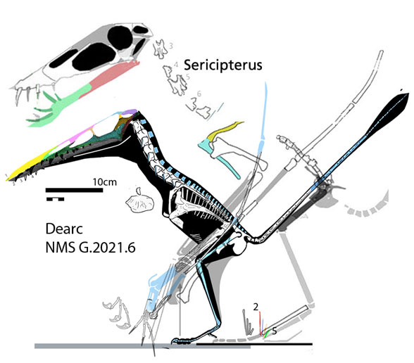 Dearc and Sericipterus