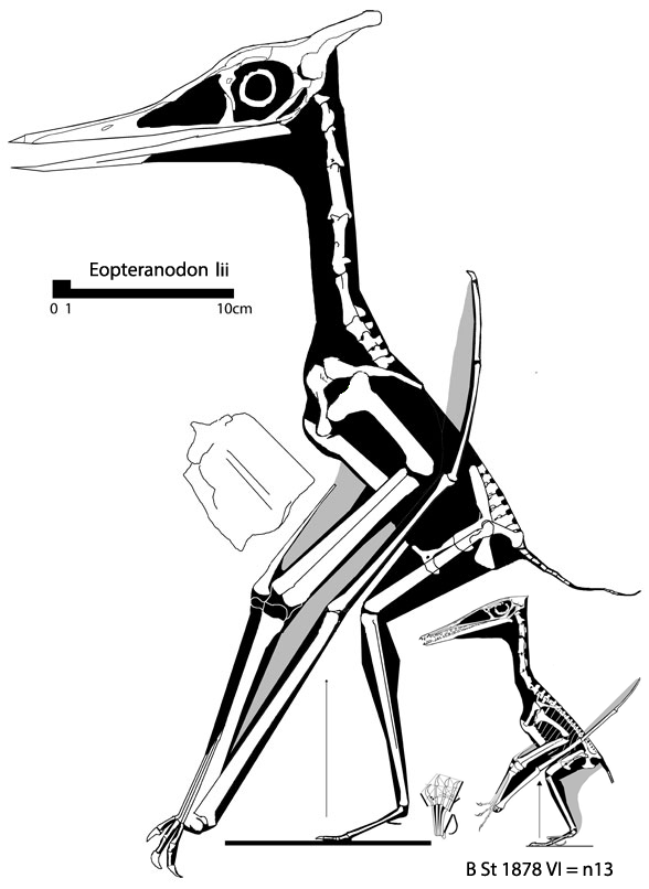 Eopteranodon compared to n13