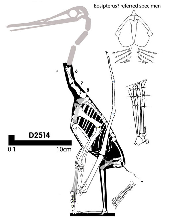 Eosipterus(?) referred specimen